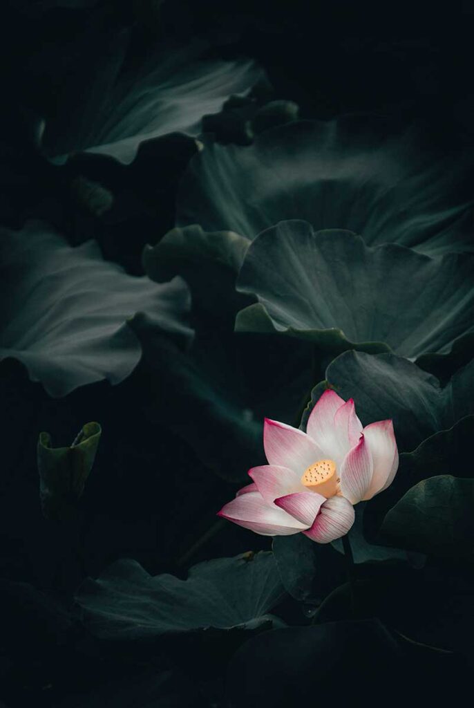 Intentional Living Feng Shui Pink Lotus Flower