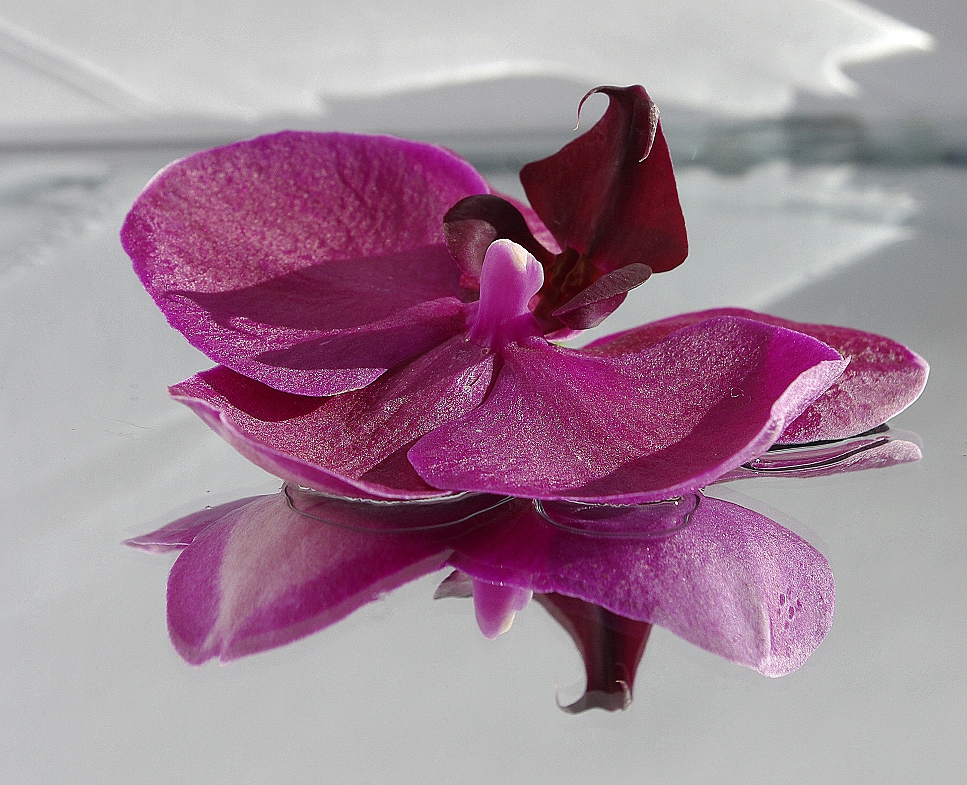 Intentional Living Feng Shui Purple Orchid on Mirror