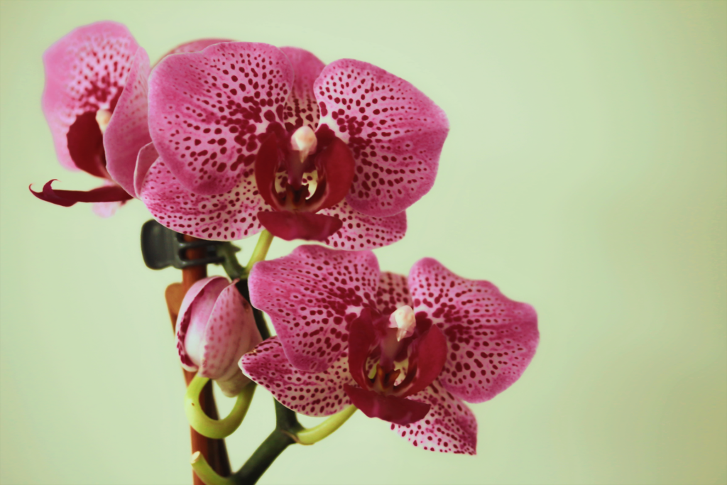 Intentional Living Feng Shui Pink Orchids