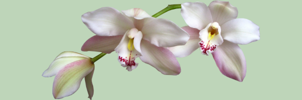 White Orchid on Green Background. Intentional Living Feng Shui